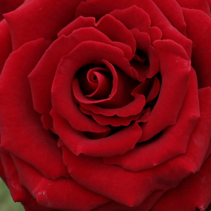 Поръчка на рози - Чайно хибридни рози  - червен - Pоза Черната Мадона - дискретен аромат - 
Вилхелм II Кордес и Раймер и Вернер Кордес - Добра за легло и граници,изглежда добре поставена в група